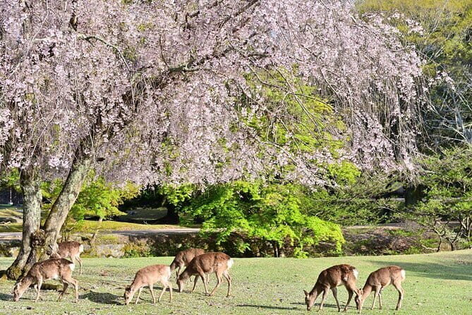 Kyoto & Nara Day Tour: Golden Pavilion, Fushimi Inari & Deer Park - Arashiyama Bamboo Forest and Tenryū-ji: switching from photo frenzy to calm