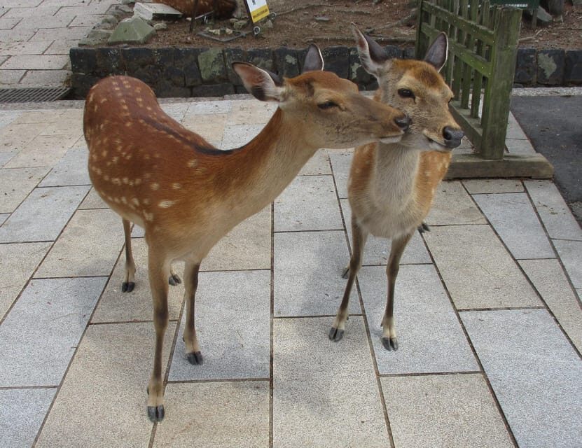 KYOTO-NARA: Giant Buddha Deer Pagoda "Geisya" (Italian, full day) - Should you book KYOTO–NARA: Giant Buddha Deer Pagoda Geisya?
