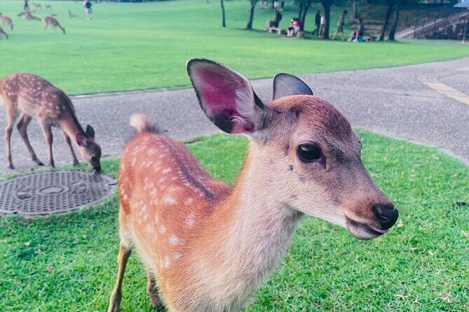 Kyoto & Nara: Private Day Tour by luxury Vehicle & English Guide - Kyoto Station pickup and a route built for a full day