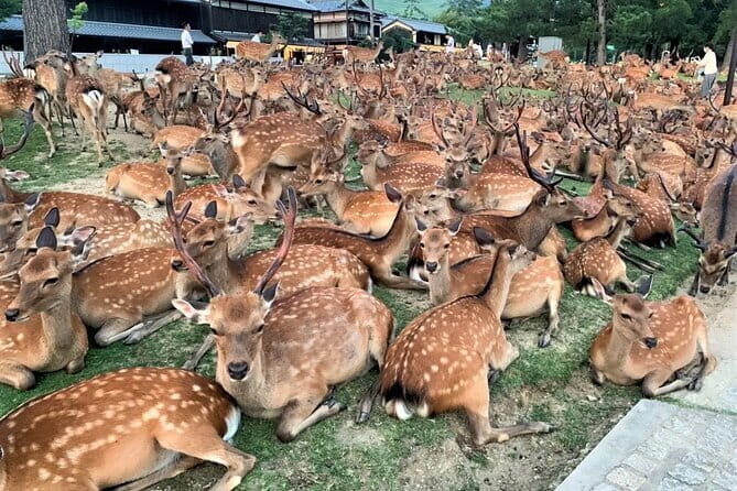 Kyoto & Nara Private Tour from Osaka Kyoto Hotel Pick-up - Key reasons this tour scores high
