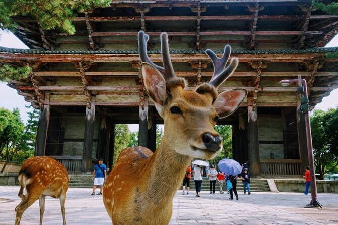 Kyoto & Nara Private Tour from Osaka Kyoto Hotel Pick-up - Todai-ji Temple: seeing the Great Buddha in real scale