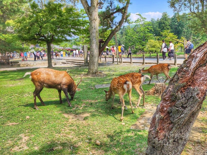 Kyoto: Nara, Todaiji, Kasuga Taisha Shrine Private Full Day - Kofuku-ji and Heijo-kyo: starting with the story, not the souvenir shops