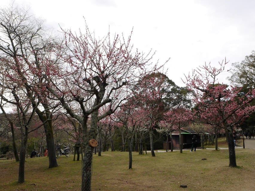 Kyoto: Nara, Todaiji, Kasuga Taisha Shrine Private Full Day - Kasuga Taisha shrine: thousands of lanterns and a different mood
