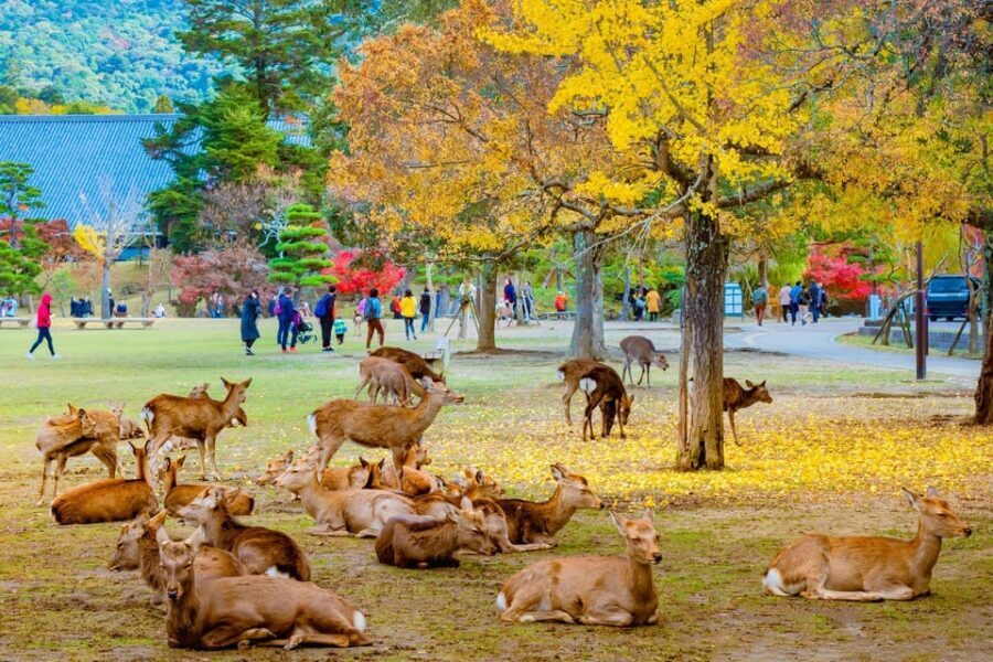 Kyoto/Osaka: Kyoto and Nara Customized Private Guided Tour - Key things that make this tour worth your time