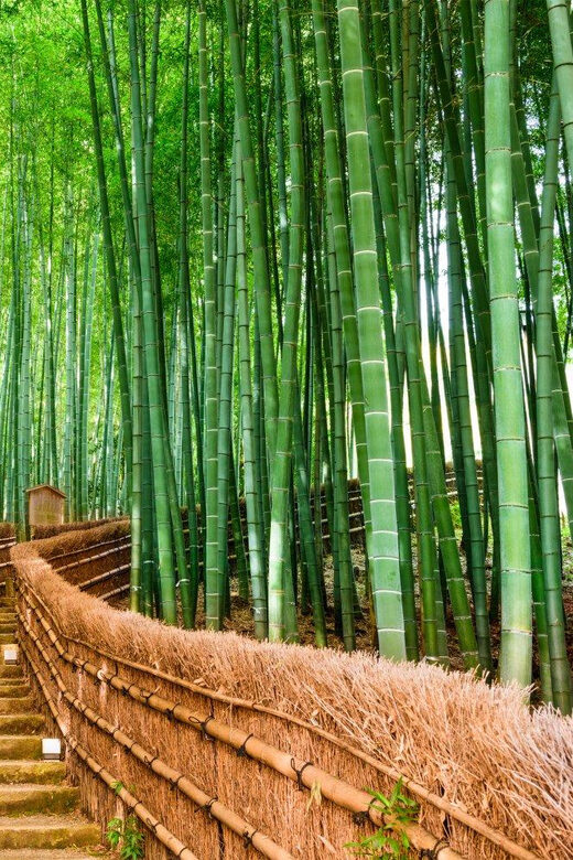 Kyoto/Osaka: Kyoto and Nara Customized Private Guided Tour - Fushimi Inari torii gates: how to handle the sea of red