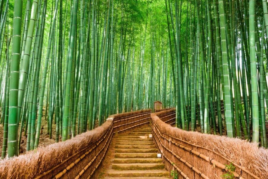 Kyoto/Osaka: Kyoto and Nara Customized Private Guided Tour - Nara Park: deer, people, and the need for a calm plan