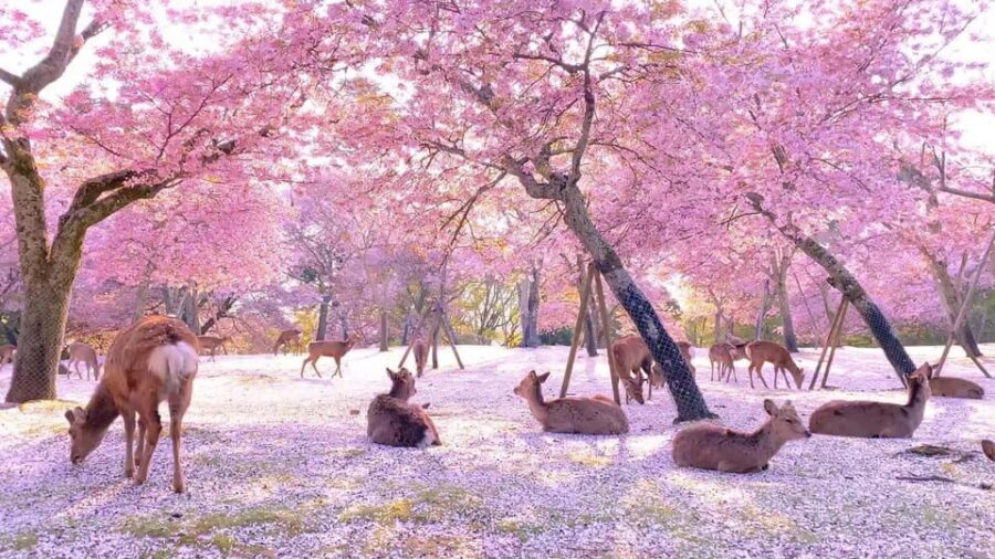 Kyoto/Osaka: Kyoto and Nara Customized Private Guided Tour - Pickup options: starting from Kyoto, Nara, or Osaka