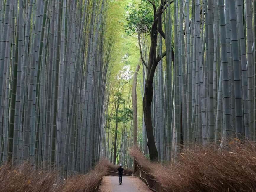 Kyoto/Osaka: Kyoto&Nara Customized Private Highlights Tour - Why This Kyoto + Nara Private Day Feels Like the Smart Way to Start