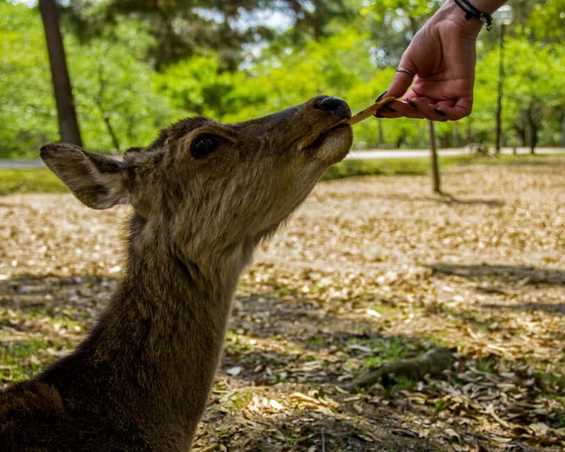 Kyoto/Osaka: Kyoto&Nara Customized Private Highlights Tour - Tips to Make This Day Feel Relaxed (Not Rushed)