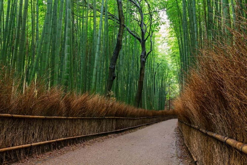 Kyoto/Osaka: Nara, Fushimi Inari Taisha, Arashiyama Bus Tour - Why this Nara and Kyoto day trip works so well