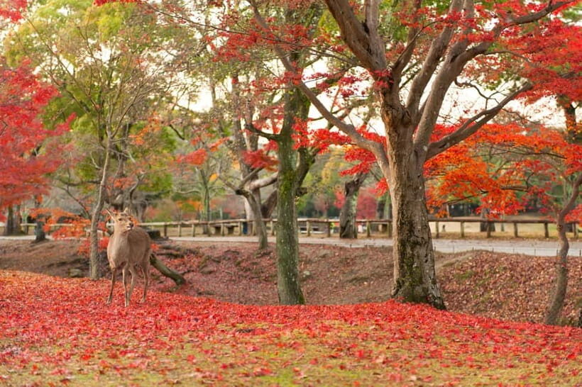 Kyoto/Osaka: Nara, Fushimi Inari Taisha, Arashiyama Bus Tour - Arashiyama in one day: bamboo calm plus multiple “flavors” of Kyoto