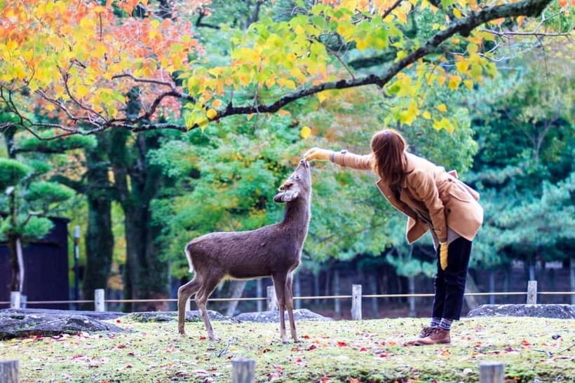 Kyoto/Osaka: Nara, Fushimi Inari Taisha, Arashiyama Bus Tour - Kimono Forest, foot bath, and where you can go off-plan