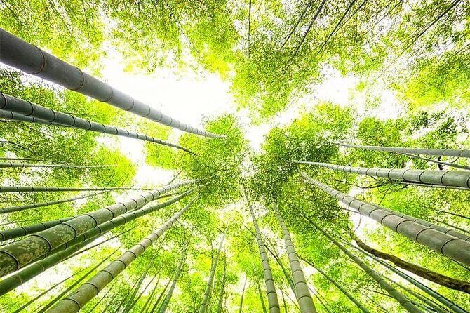 Kyoto, Osaka, Nara Private Tour by Car English Driver Guide - Price and Value for a Private Group Up to Six