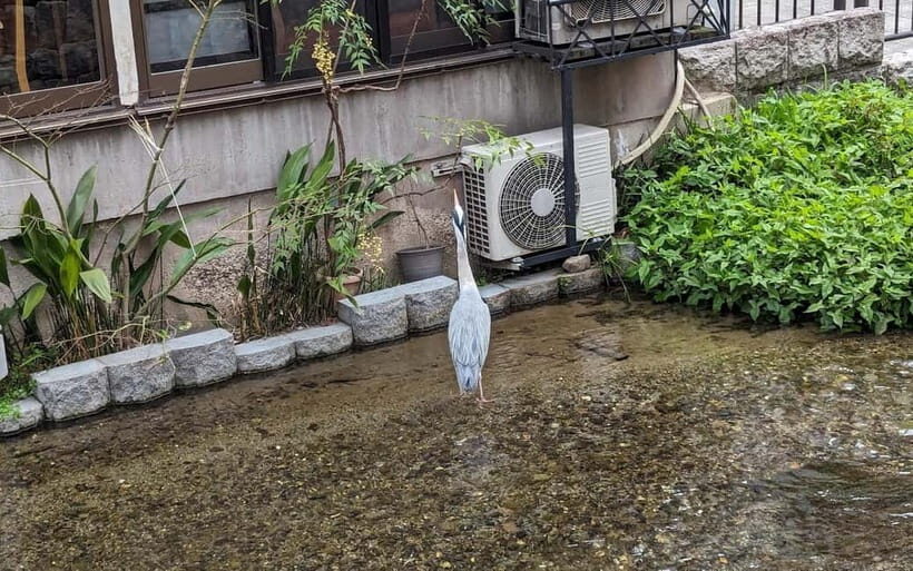 Kyoto: Personalize, private tour (3h, 5h, 8h) [W/Car Option] - When This Tour Feels Like the Best Day on Your Kyoto Schedule
