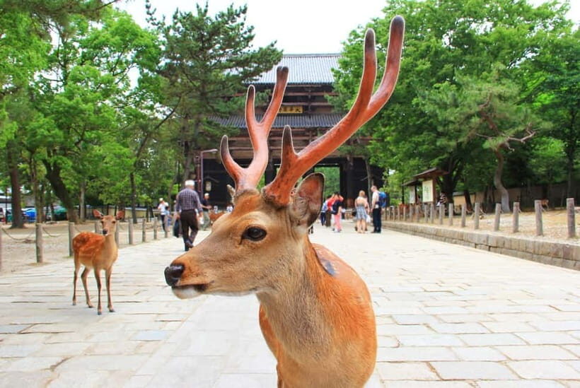 Kyoto: Private Customizable Day Tour with Guide and Vehicle - Kiyomizu-dera: classic views with real walking