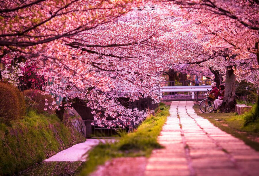 Kyoto: Private Customizable Guided tour with Luxury Vehicle - Arashiyama Bamboo Forest and the early-light plan