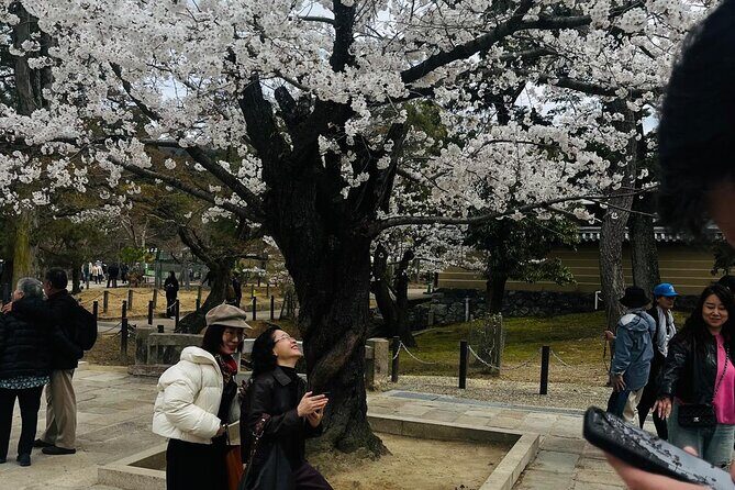 Kyoto Private & Customizable Tour with English-Speaking Driver - Who this tour suits best