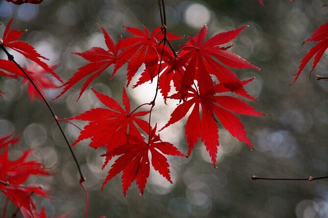 Kyoto: Private Flexible 3 hours tour with a local guide - Key takeaways before you pick your stops
