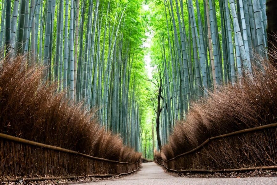 Kyoto: Private Full-Day Tour by Car - Food: what’s not included, and how the guide improves your odds