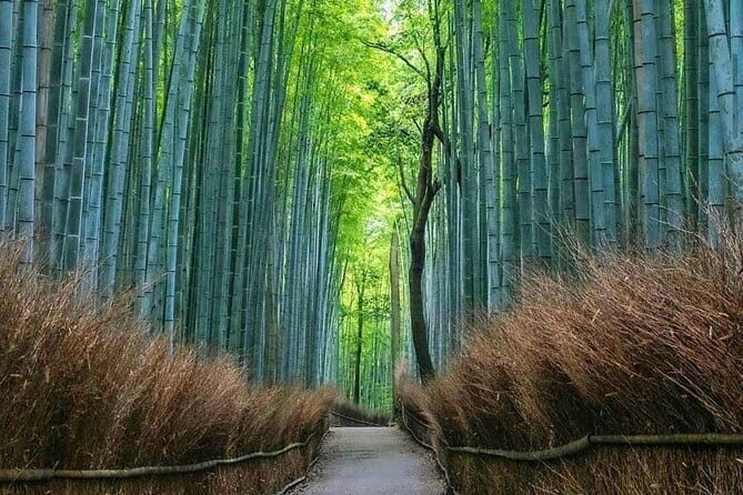 Kyoto tour 12 hours Private Nagoya pick up available - Price and value: what $1,172.75 really buys your group