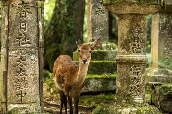 Kyoto&Nara Private Highlights Tour with English driver Pickup - Key things that make this tour work