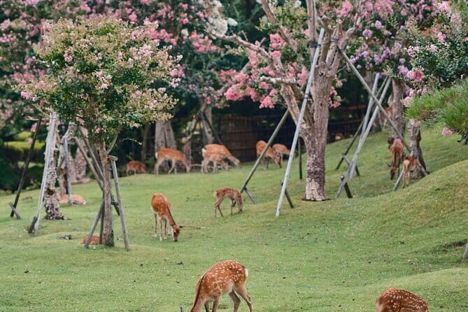 Kyoto&Nara Private Highlights Tour with English driver Pickup - Private pickup plus an A/C van that saves your energy