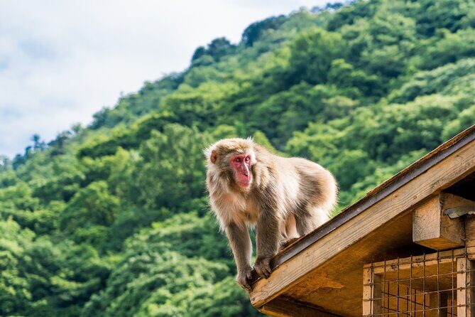 Kyoto's Top City Highlights: 2-Day Private Tour Experience - Day 2: Arashiyama bamboo, Tenryu-ji garden time, and the river views