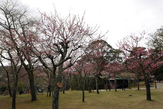 Nara Todaiji Kasuga Taisha Private Full Day Tour From Kyoto - Meeting at Kyoto Station and getting to Nara without stress