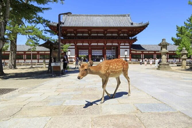 NARUTO & BORUTO at Nijigen no Mori Park Entry& Bus Transportation - Price and Value: $54.19 for Transport Plus Entry