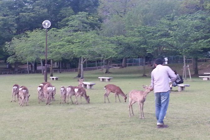 One-Day Walking Tour of Amazing 8th Century Capital Nara - Stop 2: Kasuga Grand Shrine and Fujiwara Power