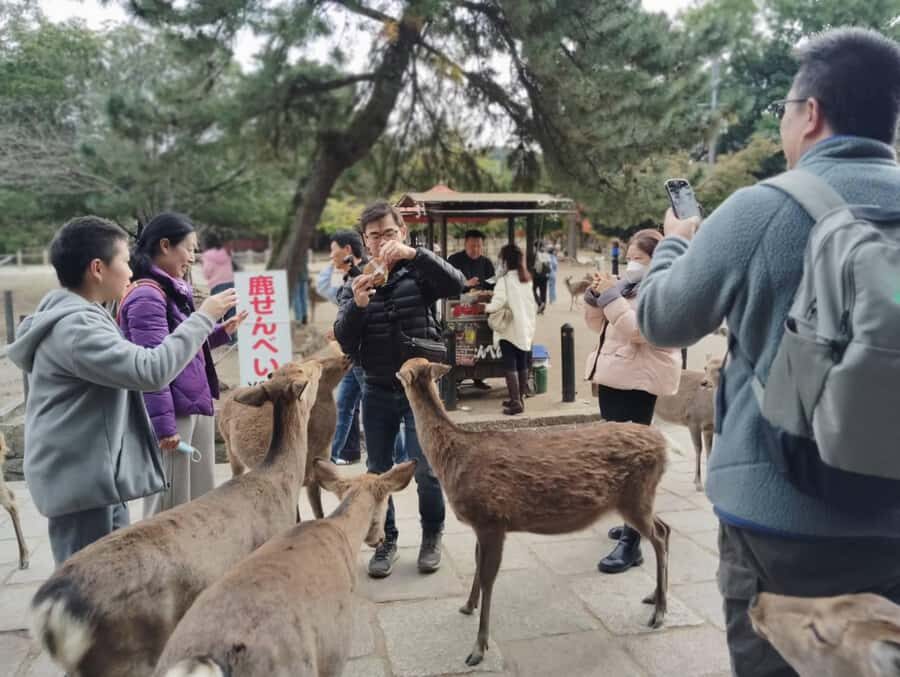 Osaka/Kyoto: Arashiyama, Nara & Fushimi Inari Shrine w/Lunch - Nara Park deer and Todai-ji: cute chaos with a serious side