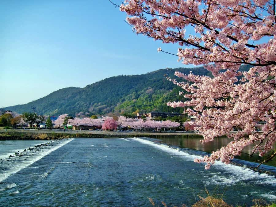 Osaka/Kyoto: Arashiyama, Nara & Fushimi Inari Shrine w/Lunch - Price and value: what $61 gets you (and where it saves time)
