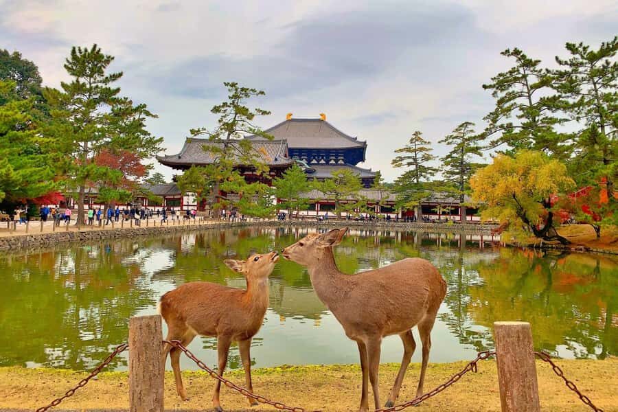 Osaka/Kyoto: Arashiyama, Nara & Fushimi Inari Shrine w/Lunch - Who This Tour Fits Best (and who should think twice)