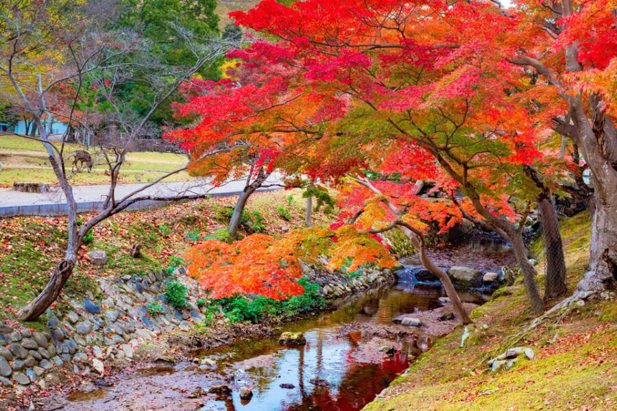 Osaka/Kyoto: Katsuoji, Kinkakuji, Arashiyama 1-Day Bus Tour - Should you book this Katsuoji–Arashiyama–Kinkakuji bus tour?