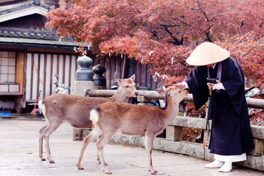 Osaka/Kyoto: Private Kyoto and Nara Day Trip - Arashiyama Bamboo Forest: photo stop with breathing room