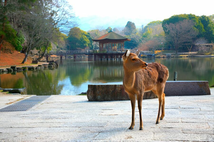 Osaka/Kyoto: Private Kyoto and Nara Day Trip - The real value: private driving, English support, and pacing