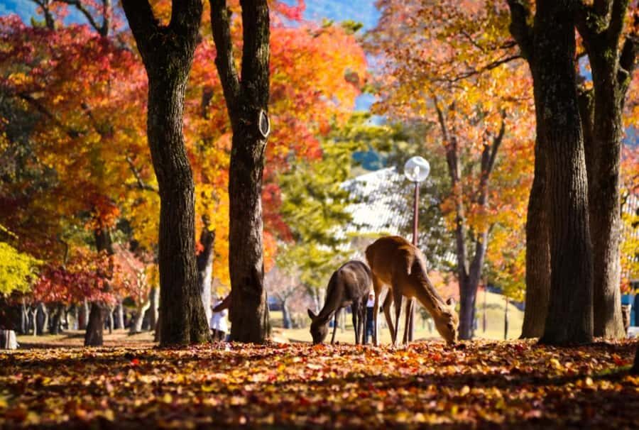 Osaka/Kyoto:Kinkakuji,Arashiyama,FushimiInariShrine,NaraPark - Who this tour suits (and who might want a different plan)