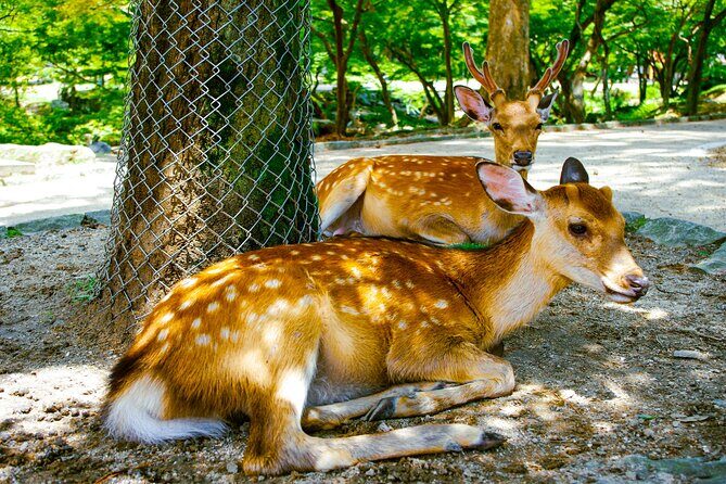 Osaka & Nara in 1-Day by Private Van with Local Expert Guide - How Daiki and your guide shape the day (and why it matters)