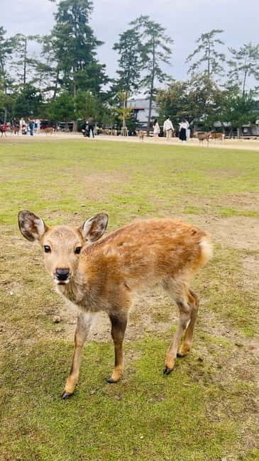 Osaka & Nara: Private Tour with English speaking guide - Todai-ji Temple and Japan’s Great Buddha moment