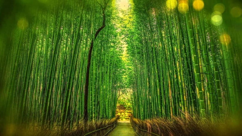 Osaka to Kyoto: Arashiyama Bamboo Grove Small Group Tour - Key things to know before you go