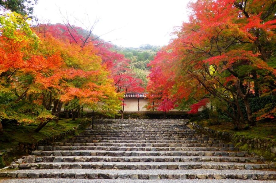 Osaka to Kyoto: Arashiyama Bamboo Grove Small Group Tour - Meals, entrances, and what to budget on the spot
