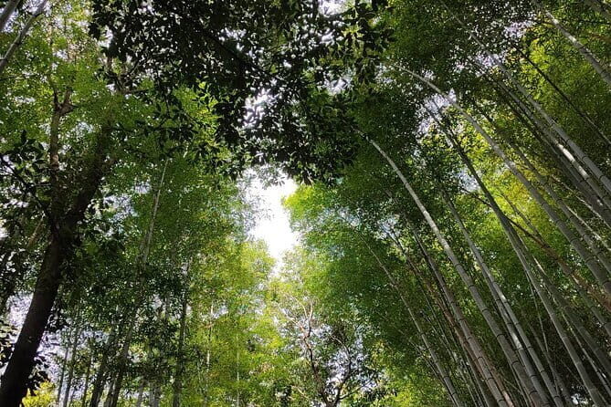 Private Customized Walking Tour in Kyoto - Kinkaku-ji Golden Pavilion: the gardens and the parts people miss