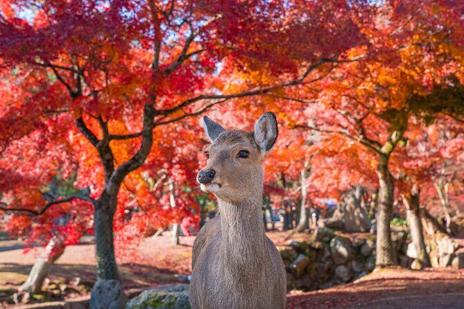 Private Kyoto Tour by Car with Optional Nara or Osaka Add-Ons - The Kyoto highlights route: bamboo, Golden Pavilion, torii gates, and market time