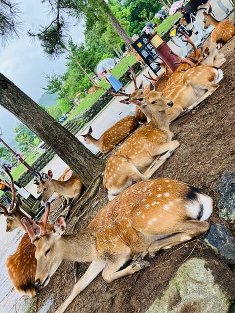 Private Nara Tour from Osaka – Meet at Your Hotel - Key Points I’d Plan Around