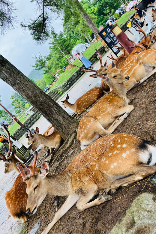 Private Nara Tour from Osaka – Meet at Your Hotel - Hotel Pickup and Higashimuki Shopping Street: Getting Your Bearings Fast