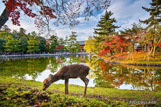 Private Tour Kyoto-Nara w/Hotel Pick Up & Drop off from Kyoto - Transport comfort is included, but the guide type is the real issue