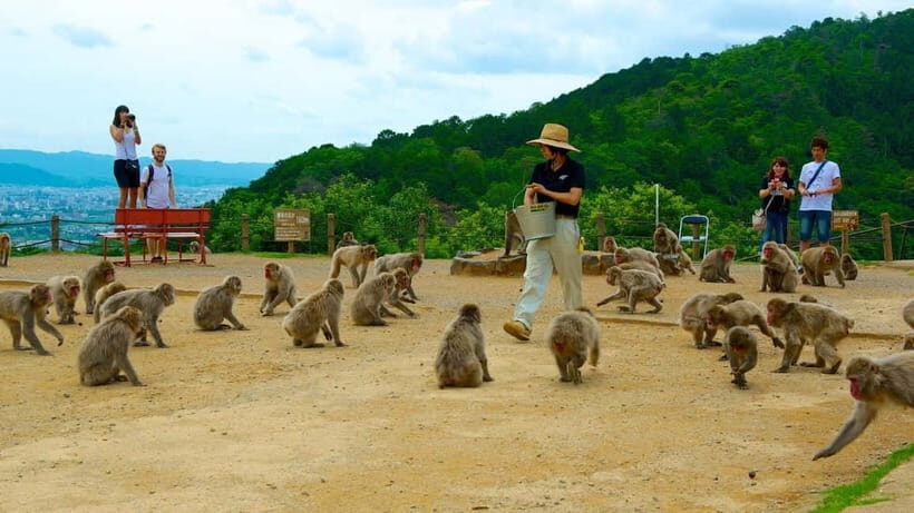 Private Tour to Monkey Park and Arashiyama Highlights - Quick Hits Before You Go