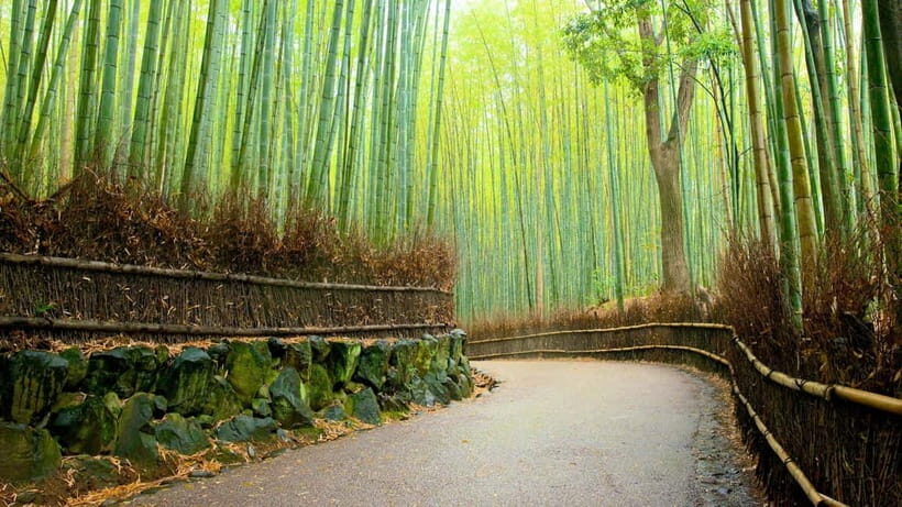 Private Tour to Monkey Park and Arashiyama Highlights - Why This 3-Hour Private Tour Works in Arashiyama