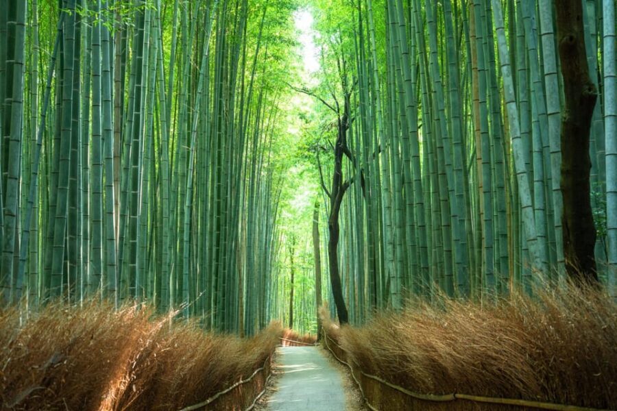 Private Tour to Monkey Park and Arashiyama Highlights - Arashiyama Bamboo Grove: A Walk That’s Better at a Human Pace