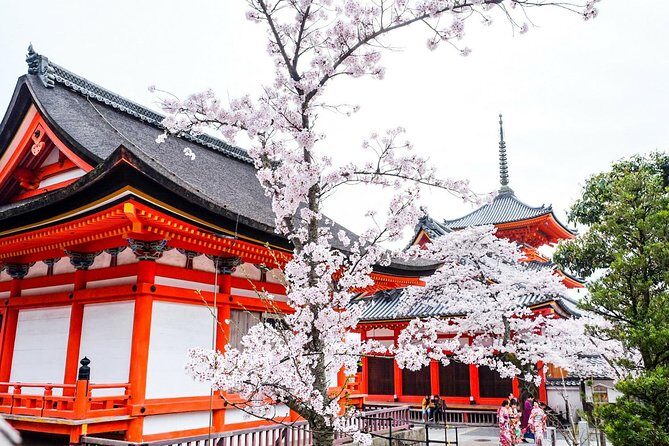 Private & Unique Kyoto Cherry Blossom "Sakura" Experience - Key Things You’ll Notice Right Away